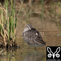オオハシシギ第1回冬羽。10月中旬から滞在中。