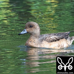 比較的数が多いヒドリガモ。