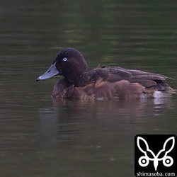 メジロガモのオス幼鳥。