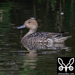 メジロガモの池にオナガガモが増えました。