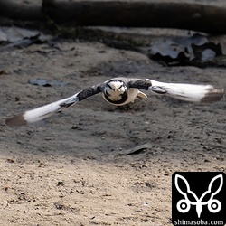 ハクセキレイ飛翔。