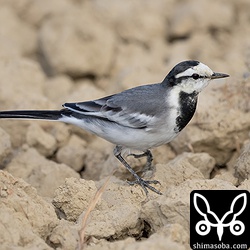 ハクセキレイ第1回冬羽。