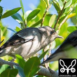 カラムクドリのオス第1回冬羽。