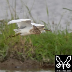 こちらも長いこといます。ジャワアカガシラサギだと思われる個体。