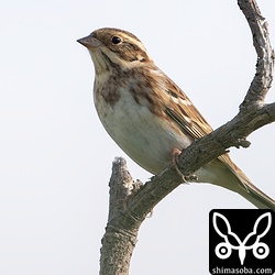 石垣島では珍しいカシラダカ。