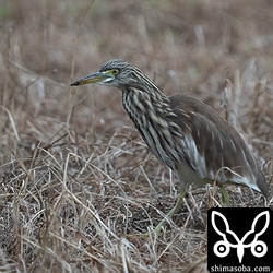 アカガシラサギ第1回冬羽。