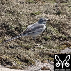 ハクセキレイ第1回冬羽。