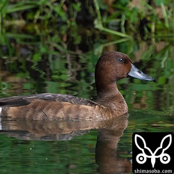 メジロガモのメス幼鳥。