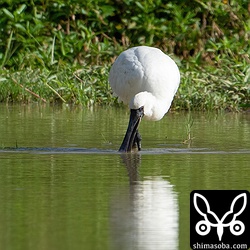 クロツラヘラサギの若い個体。