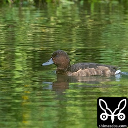 メジロガモのメス幼鳥。