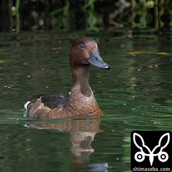 上と同個体。前方から。