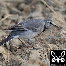 こりらも同じくタイワンハクセキレイ第1回冬羽。