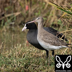 オグロシギ第1回冬羽。こちらも先月半ばから滞在中。