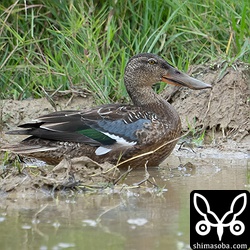 ハシビロガモのオス。幼羽から第1回生殖羽へ換羽中。