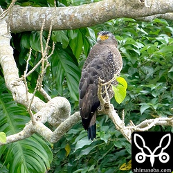カンムリワシの成鳥。