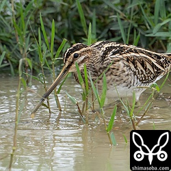 タシギ第1回冬羽。田んぼのジシギはタシギばかり。
