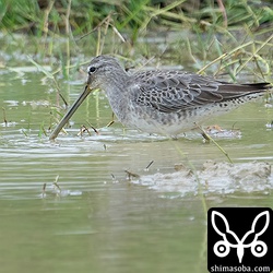 オオハシシギ第1回冬羽。長いこと滞在しているので越冬に期待がかかります。