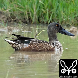 はしビロガモのオス。エクリプスから生殖羽へ移行中。