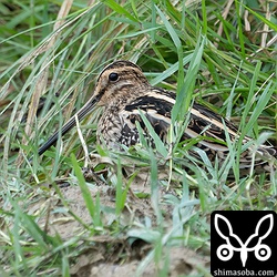 草むらにタシギ。渡りの最中はさまざまなタイプの模様のタシギがいますが、最後に残るのはふつーなこのタイプの気がします。