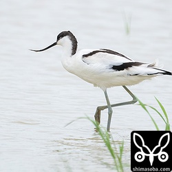 長期滞在中のソリハシセイタカシギ第1回冬羽。