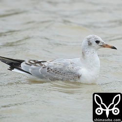 石垣島で唯一、毎年飛来するカモメはユリカモメ。第1回冬羽。
