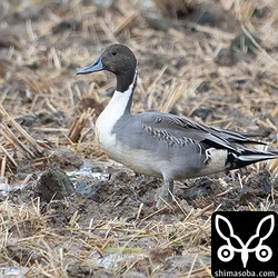 オナガガモのエクリプスから生殖羽へ換羽中。