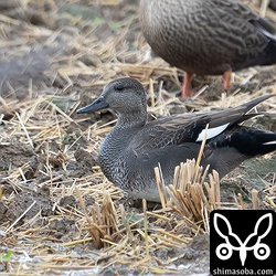 今季初のオカヨシガモ。オスの生殖羽。