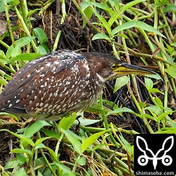 警戒心の弱い個体で近距離で観察できました。