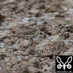 大量のムネアカタヒバリの中に少数のタヒバリ。