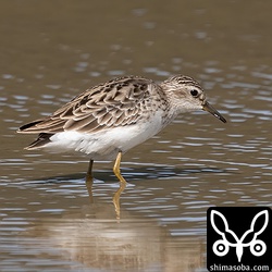 尾羽がないヒバリシギ。