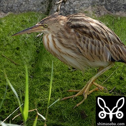ヨシゴイの幼鳥。