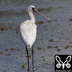クロツラヘラサギ幼鳥。