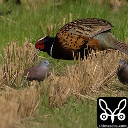 ベニバトのオス第1回冬羽。