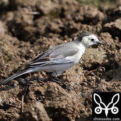 ホオジロハクセキレイ第1回冬羽。