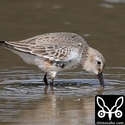 ハマシギ第1回冬羽。