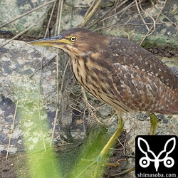 リュウキュウヨシゴイの幼鳥。