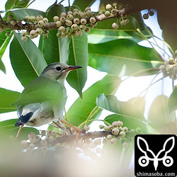 ギンムクドリは単独でやってきました。