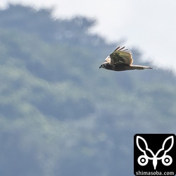 遠くを飛ぶチュウヒ幼鳥。