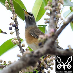 マミチャジナイは先月から滞在中。
