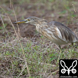 長逗留のジャワアカガシラサギ。警戒心ゆるゆる個体です。