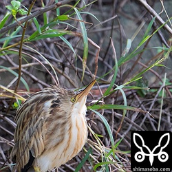 上空を飛ぶカタグロトビに警戒するヨシゴイ。