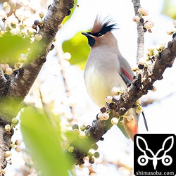 オオバアコウの実をいくつか食うと休憩していました。