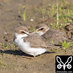 シロチドリの第1回冬羽。
