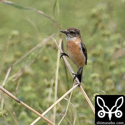 滞在中のノビタキ。越冬したらすごいですね。