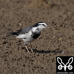 石垣島でハクセキレイは少数派。