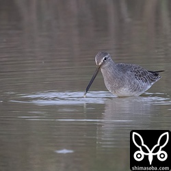 まだまだ滞在中のオオハシシギ。