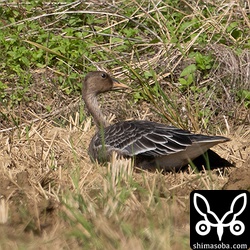 ヒシクイの幼鳥が1羽で休んでいました。