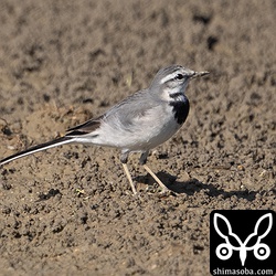 ハクセキレイ第1回冬羽。