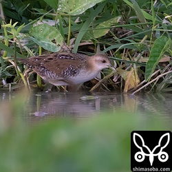 畔の近くを素早く移動する姿はネズミのようでした。^^;