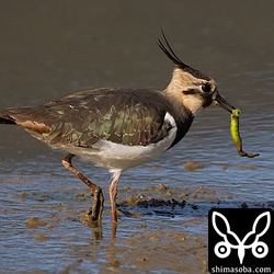 大きなスズメガの幼虫を食うタゲリ。